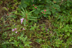 Impatiens balsamina